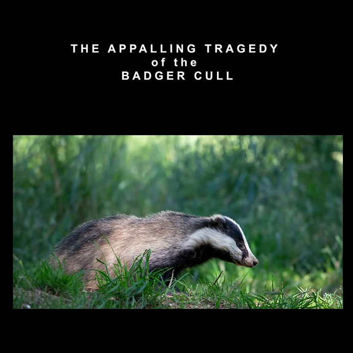 The Appalling Tragedy of the Badger Cull