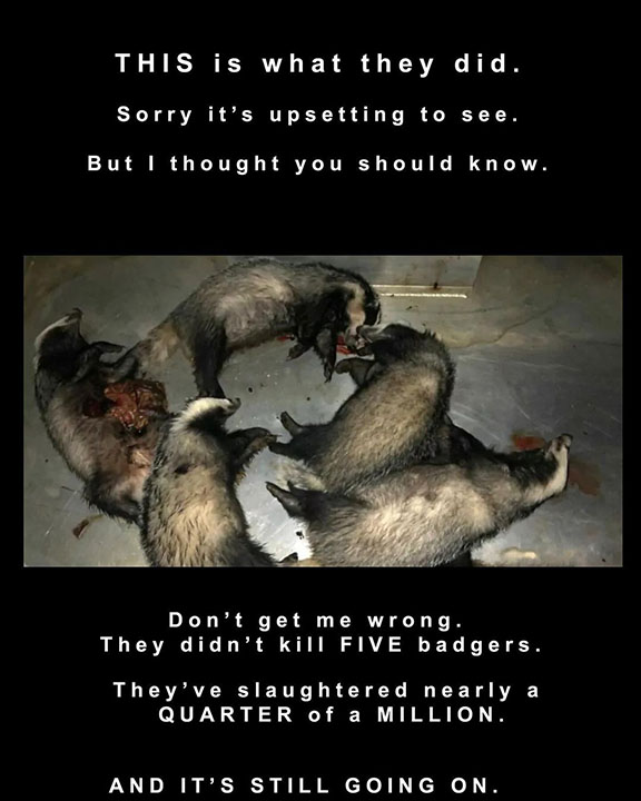 Appalling tragedy of the badger cull 02