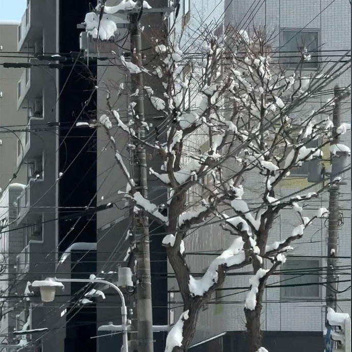 Sapparo snow