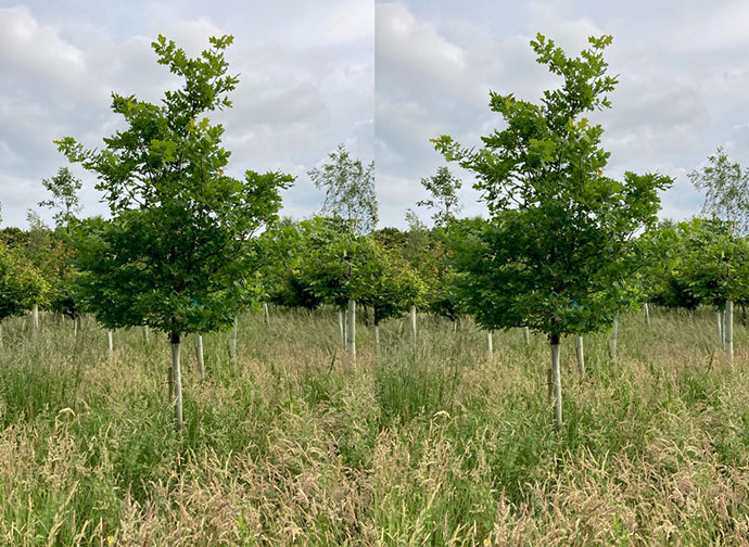 First oak planted - parallel