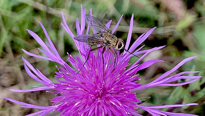Fly on Knapweed in May's Wood