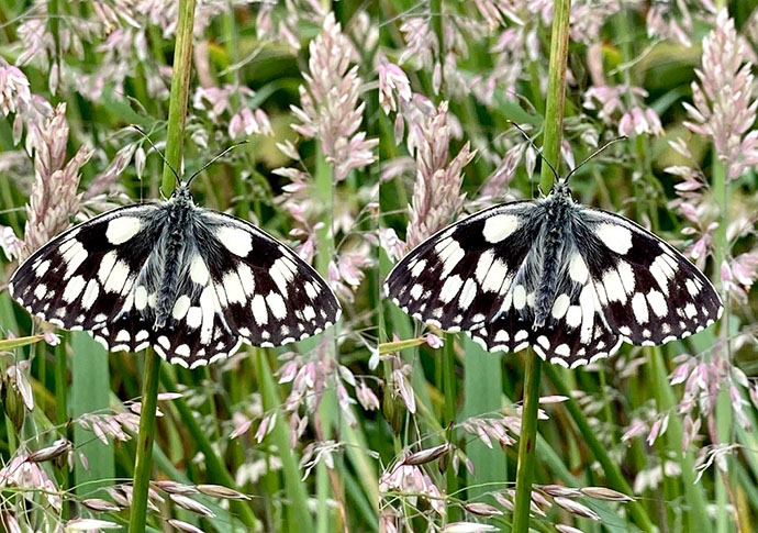 Marbled White butterfly in May's Wood - parallel