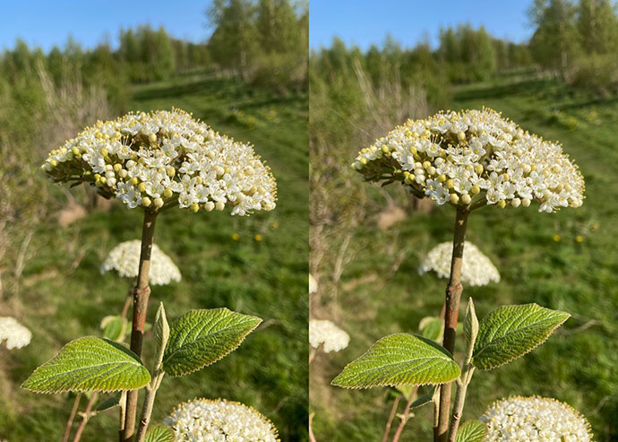 Wayfaring-blossom May's Wood - parallel