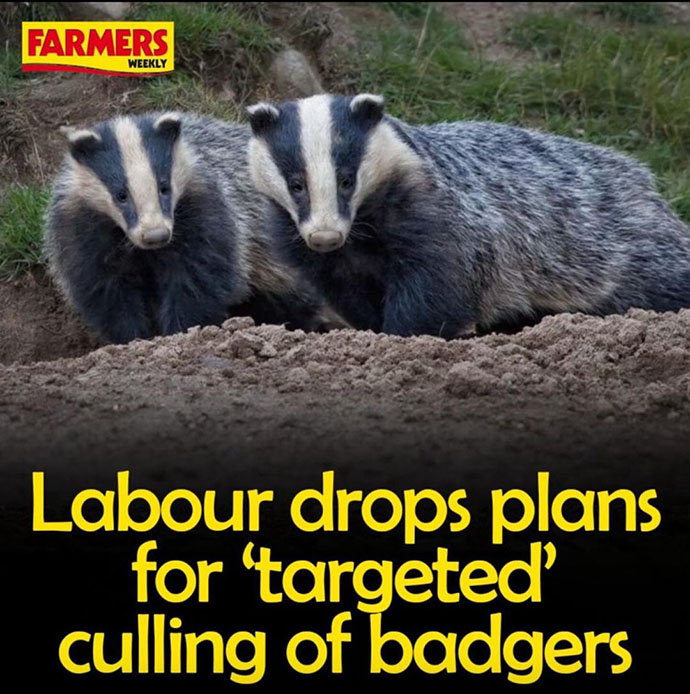 Labour drops plans for 'targeted culling of badgers