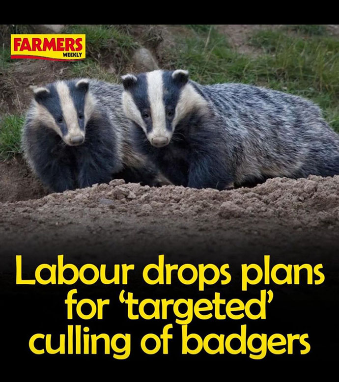 FW_Labour_drops_targeted_culling_of_badgers_690x778.jpg