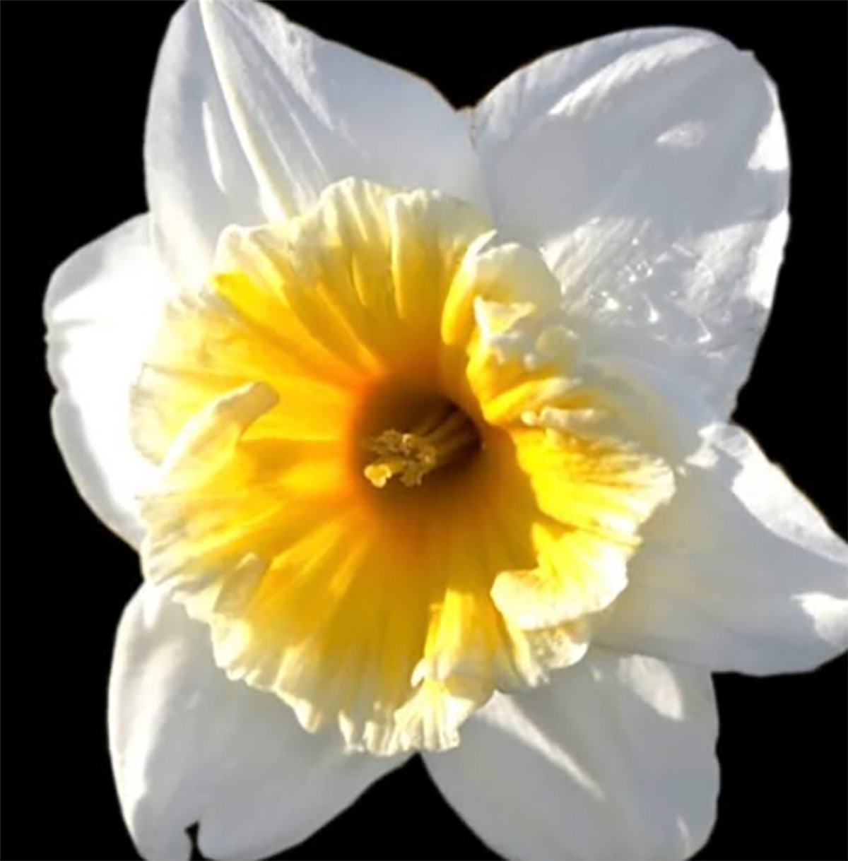 Brian May - Daffodil Alert