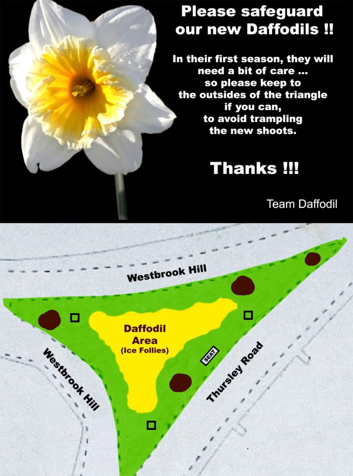 Brian May - Daffodil Alert