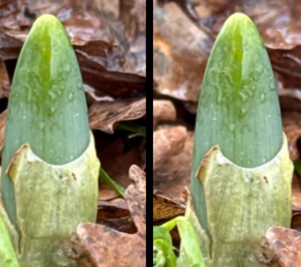 Brian May - Hello Daffodil