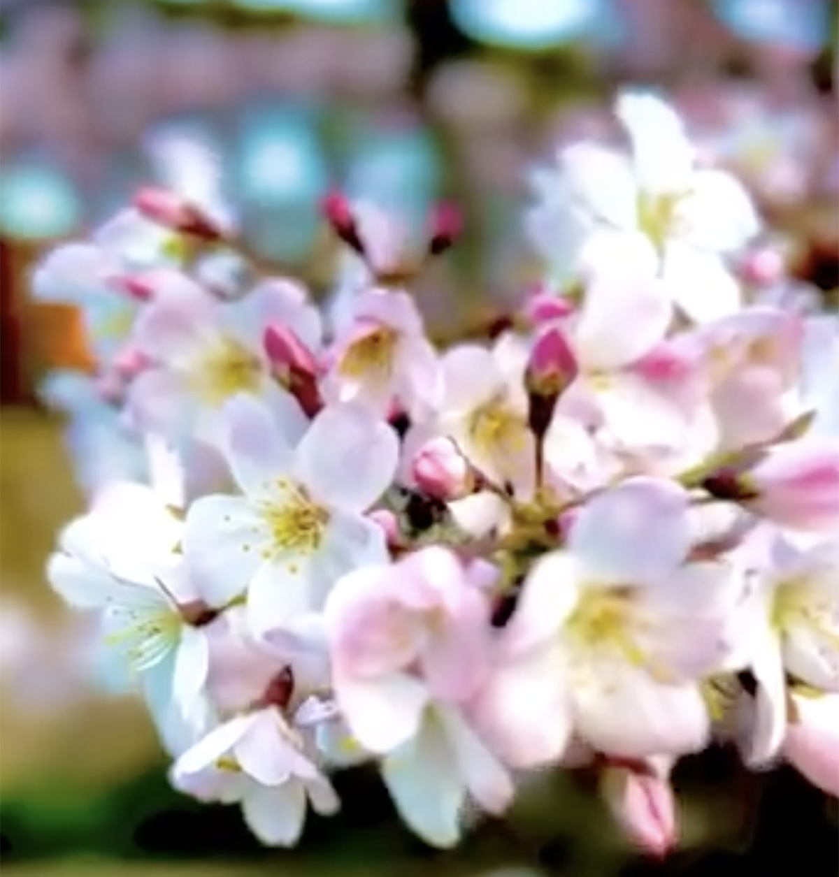 Brian May - Cherry Blossom Time