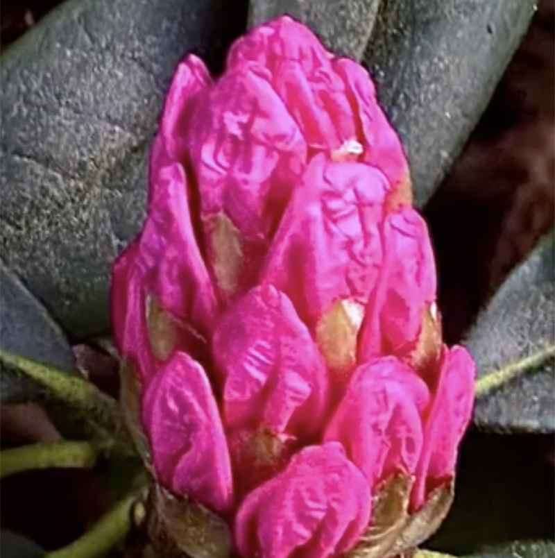 Brian May - I'm entranced by the beauty of such a life-filled bud of a rhododendron.