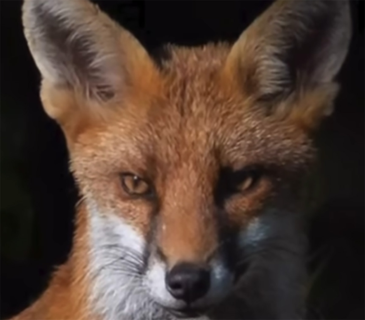 Brian May - Stop Fox Hunting